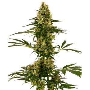 Sensi Seeds Blue Bullet Auto feminisiert