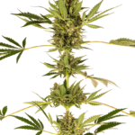 Sensi Seeds Himalayan CBD feminisiert