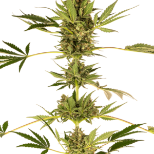 Sensi Seeds Himalayan CBD feminisiert