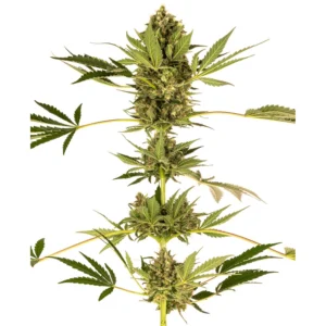 Sensi Seeds Himalayan CBD feminisiert