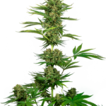 Sensi Seeds Satin Black Domina CBD feminisiert