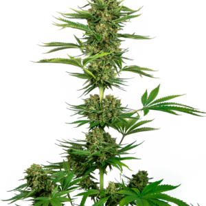 Sensi Seeds Satin Black Domina CBD feminisiert