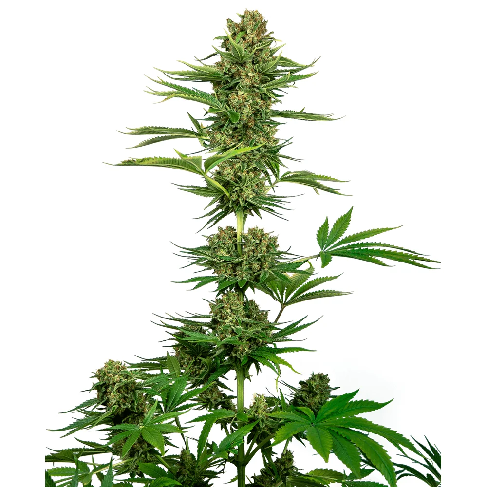 Sensi Seeds Satin Black Domina CBD feminisiert