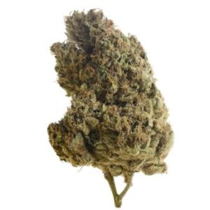 Amsterdam Genetics Lemongrass feminisiert