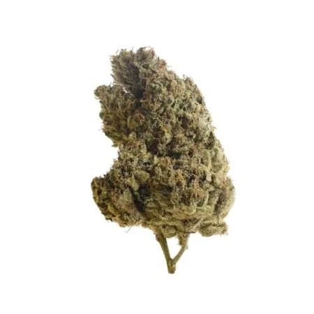 Amsterdam Genetics Lemongrass feminisiert
