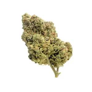 Amsterdam Genetics Skyrocket feminisiert