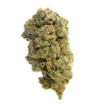 Amsterdam Genetics Quicksilver feminisiert