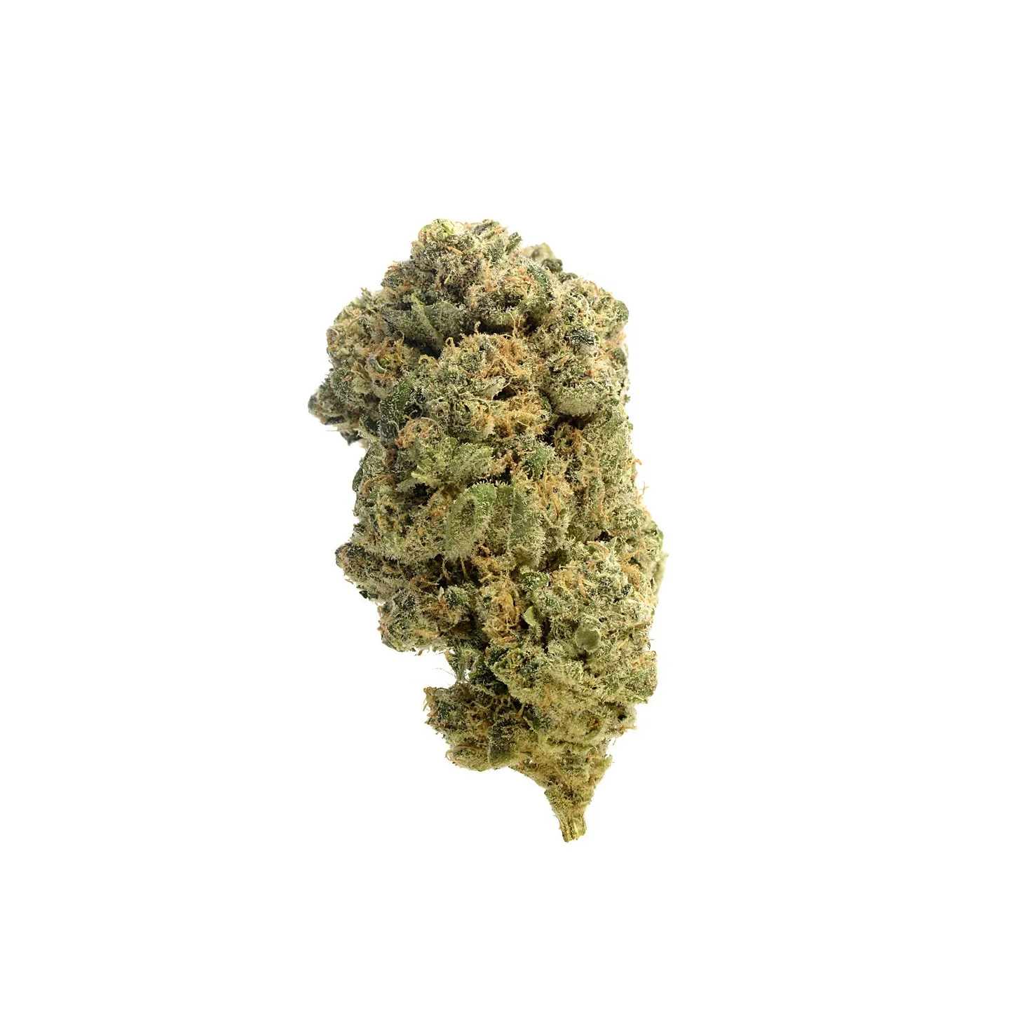 Amsterdam Genetics Quicksilver feminisiert