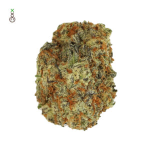 Amsterdam Genetics Chocolato feminisiert