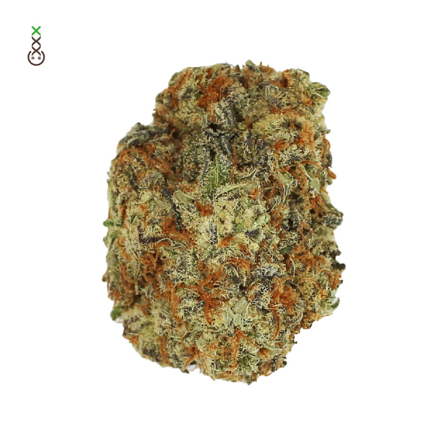 Amsterdam Genetics Chocolato feminisiert