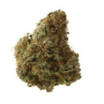 Amsterdam Genetics Sketch feminisiert