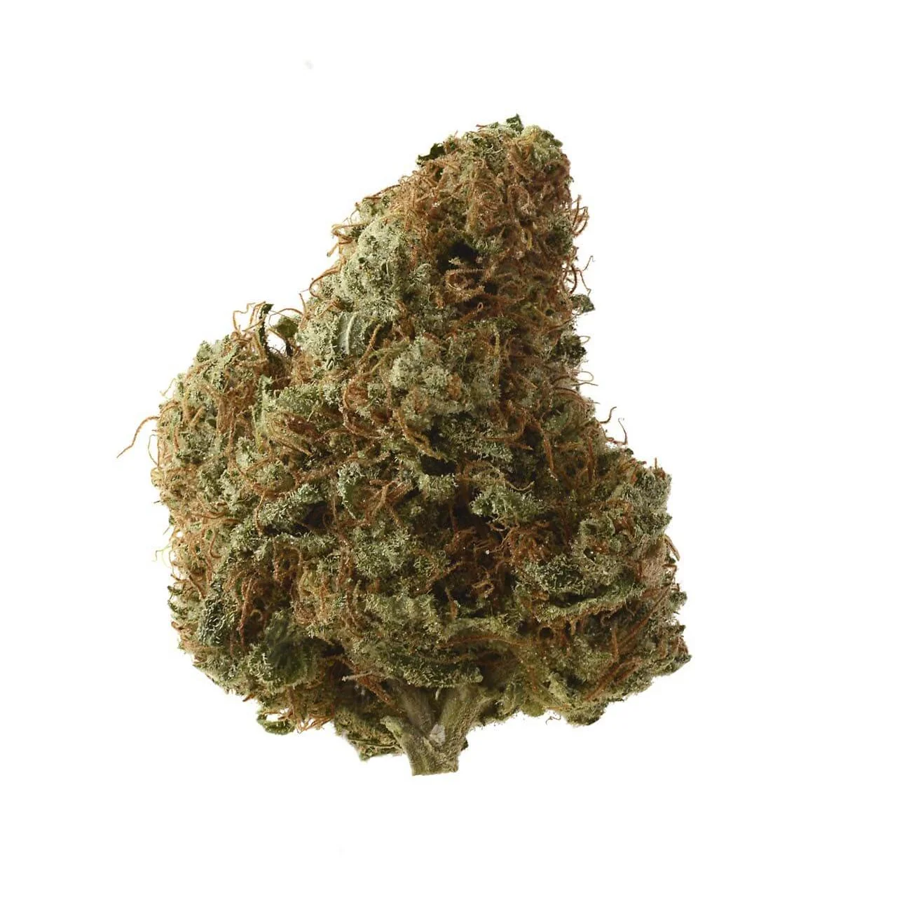 Amsterdam Genetics Sketch feminisiert