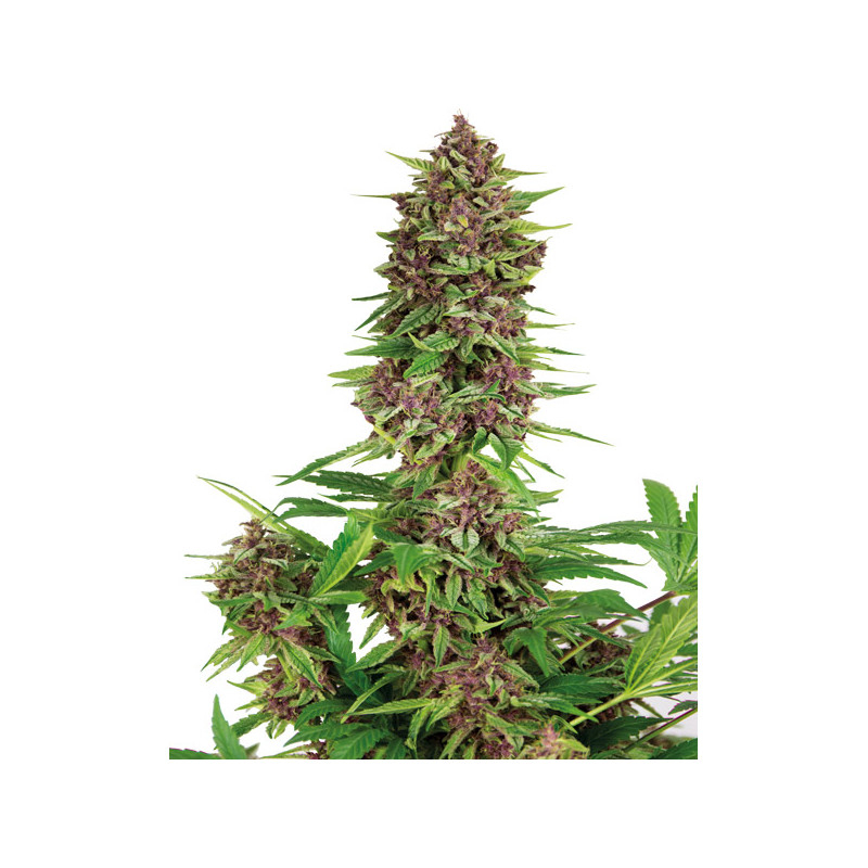 Buddha Seeds Purple Kush feminisiert