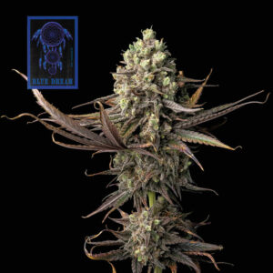 Seedsman Blue Dream feminisiert