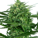 Sensi Seeds Sensi Amnesia feminisiert