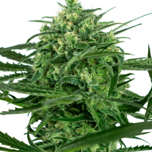 Sensi Seeds Sensi Amnesia feminisiert