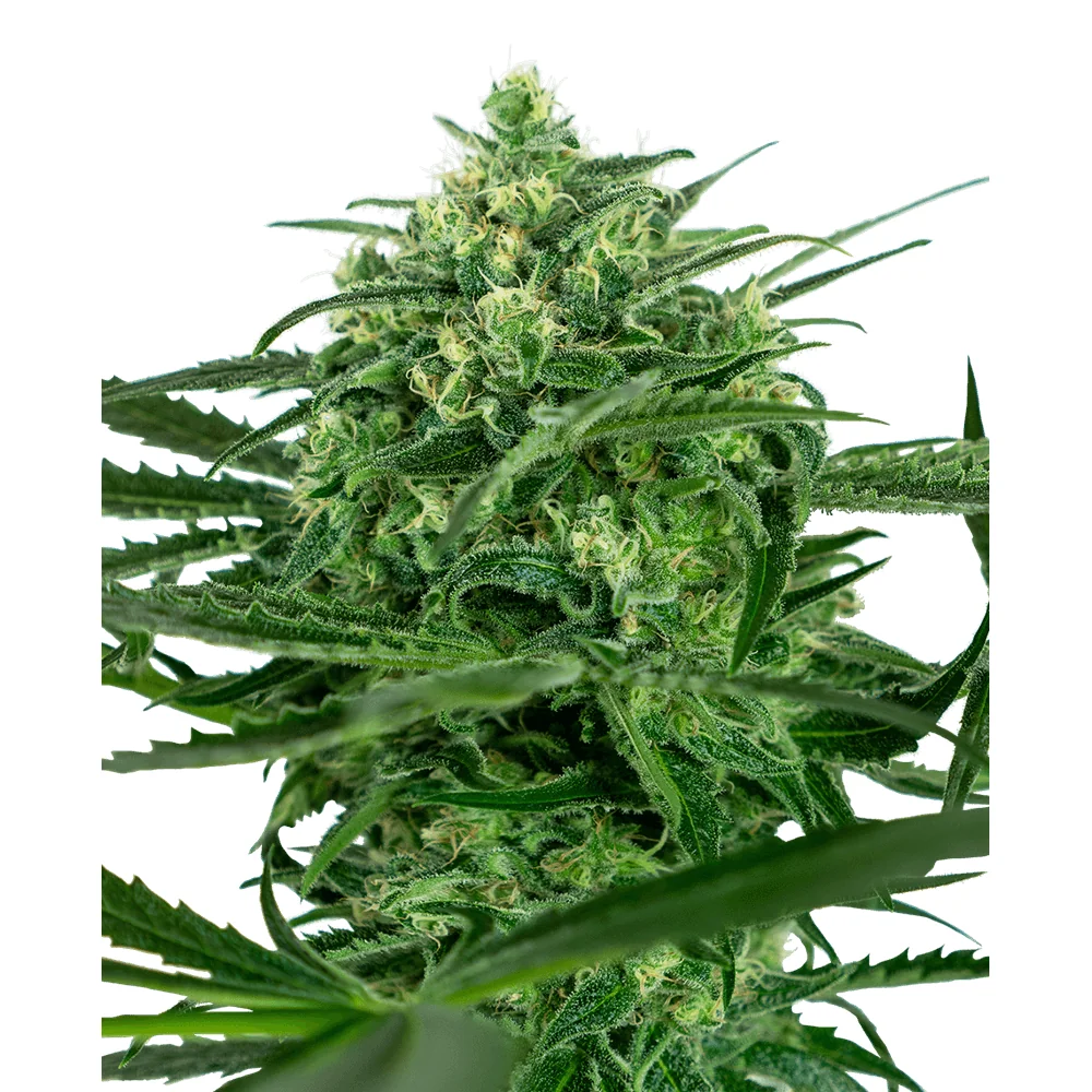 Sensi Seeds Sensi Amnesia feminisiert