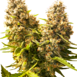 Sensi Seeds Banana Kush Cake Auto feminisiert