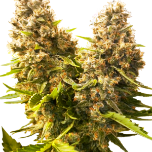 Sensi Seeds Banana Kush Cake Auto feminisiert