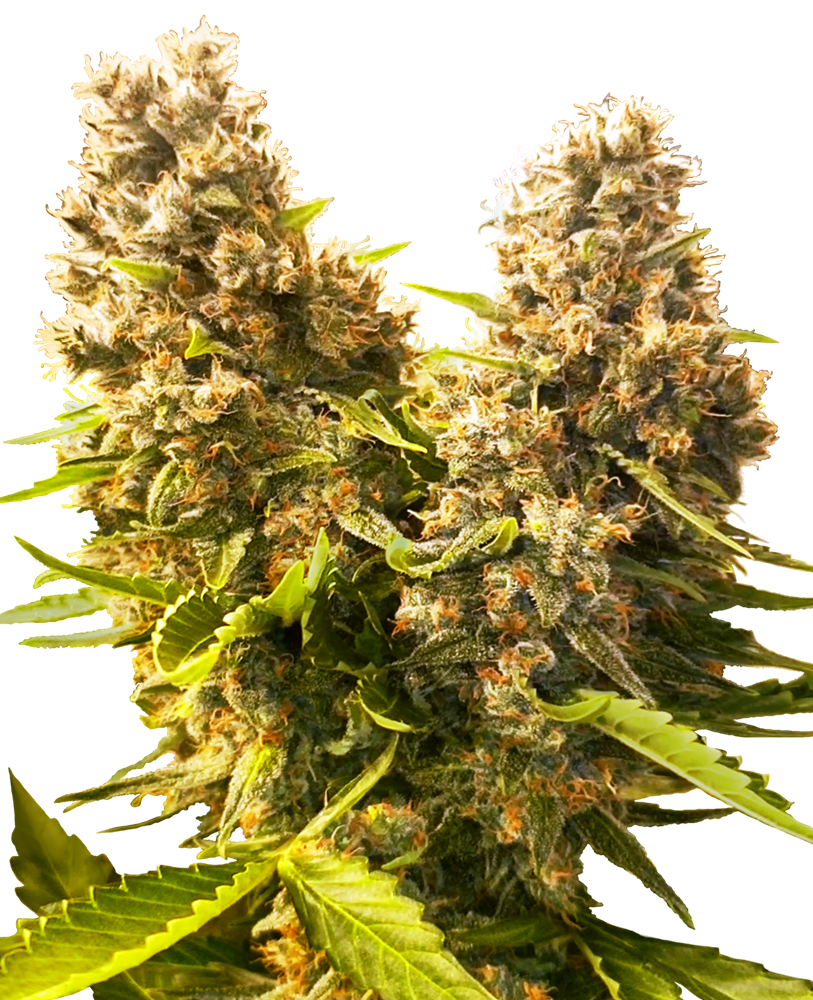 Sensi Seeds Banana Kush Cake Auto feminisiert