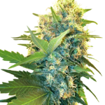 Sensi Seeds Double Kush Cake feminisiert
