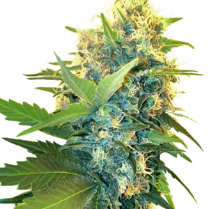 Sensi Seeds Double Kush Cake feminisiert