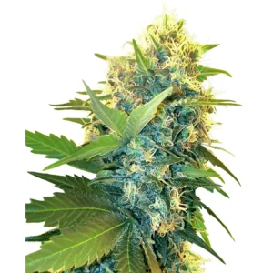 Sensi Seeds Double Kush Cake feminisiert