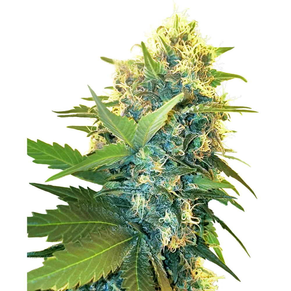 Sensi Seeds Double Kush Cake feminisiert