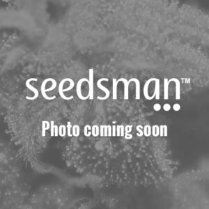 Sensi Seeds Purple Skunk Auto feminisiert