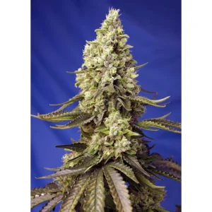 Sweet Seeds Runtz XL Auto feminisiert