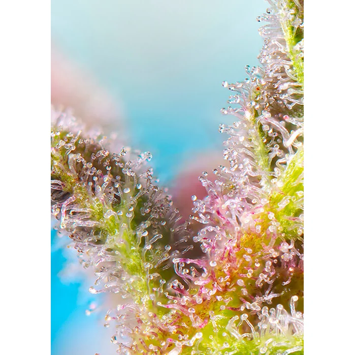 Sweet Seeds Purple Punch OG feminisiert