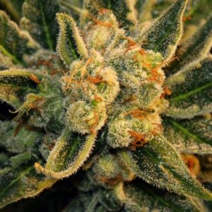 Serious Seeds Bubble Gum feminisiert