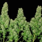 Serious Seeds White Russian feminisiert