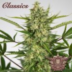 Buddha Classics AK Auto feminisiert