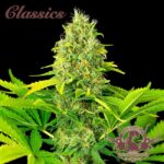 Buddha Classics White Widow Auto feminisiert