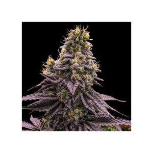 Ripper Seeds Zombie Bride feminisiert