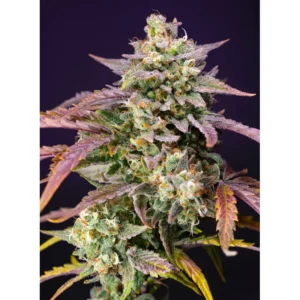Sweet Seeds Purple Punch OG XL Auto feminisiert