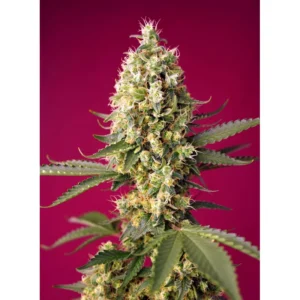 Sweet Seeds Skywalker OG Runtz XL Auto feminisiert