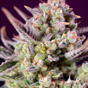 Sweet Seeds Sweet Zenzation XL Auto feminisiert
