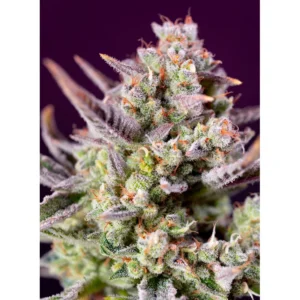 Sweet Seeds Sweet Zenzation XL Auto feminisiert