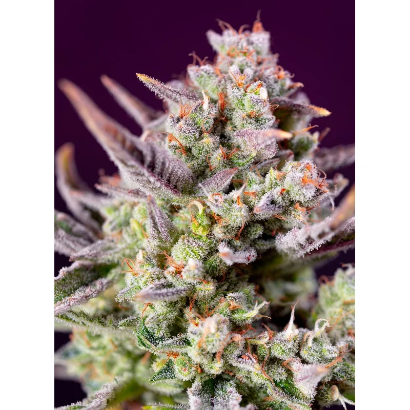 Sweet Seeds Sweet Zenzation XL Auto feminisiert