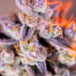 Sweet Seeds Tropicanna Poison XL Auto feminisiert