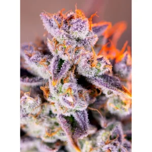 Sweet Seeds Tropicanna Poison XL Auto feminisiert