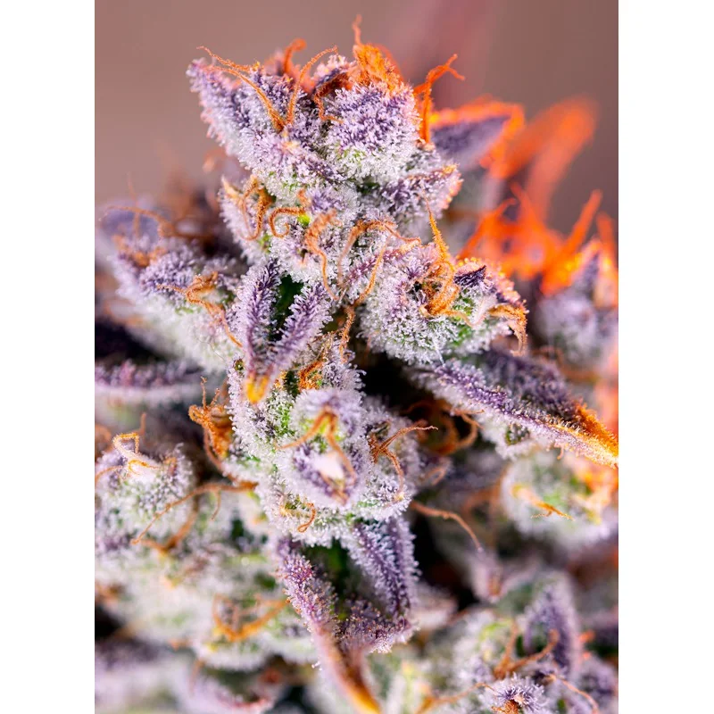 Sweet Seeds Tropicanna Poison XL Auto feminisiert