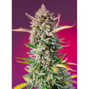 Sweet Seeds Gorilla Sherbet F1 FAST feminisiert