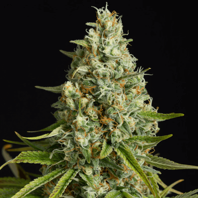 Silent Seeds Amnesia Lemon feminisiert