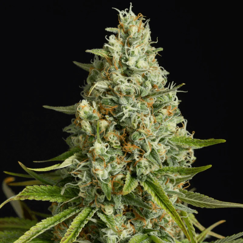 Silent Seeds Amnesia Lemon feminisiert