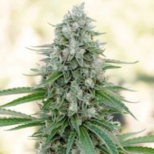 Silent Seeds Critical Mango feminisiert