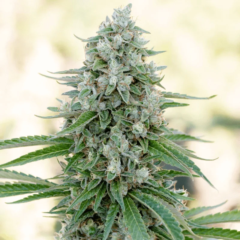 Silent Seeds Critical Mango feminisiert