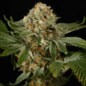 Silent Seeds OG Kush feminisiert
